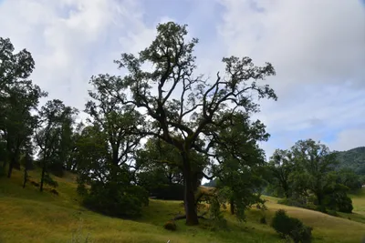 DSC_6823 (Large).JPG